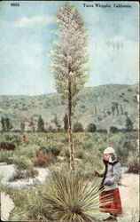 Yucca Whipplei California Cactus & Desert Plants Postcard Postcard