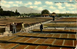 Drying Peaches In Cal California Fruit Postcard Postcard