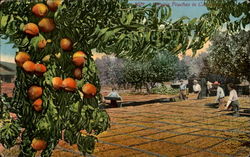 Drying Peaches In Cal California Fruit Postcard Postcard