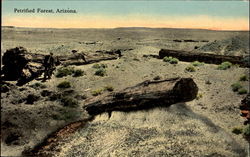 Petrified Forest Postcard