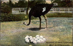 Nesting A Quiet Corner Hot Springs, AR Postcard Postcard