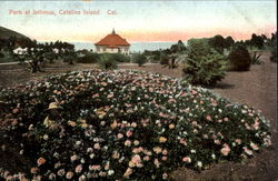 Park At Isthmus Santa Catalina Island, CA Postcard Postcard