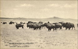 Herd Of Wild Buffaloes Postcard