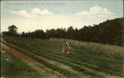 The Strawberry Bed At Dyke Mt. Farm Postcard