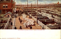 Stock Yards, Exchange Avenue Chicago, IL Postcard Postcard