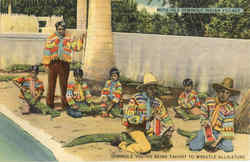 Seminole youths being taught to wrestle Alligators, N. W. 25th Ave. & 16th St Miami, FL Postcard Postcard