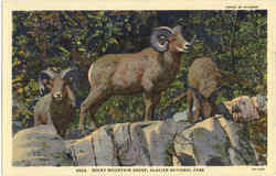 Rocky Mountain Sheep Postcard