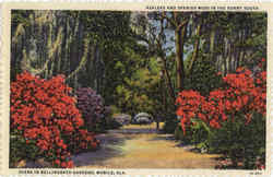 Azaleas And Spanish Moss in the Sunny South Scene In Bellingrath Gardens Postcard