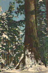 Winter, Marisposa Grove, Big Trees Yosemite National Park, CA Postcard Postcard