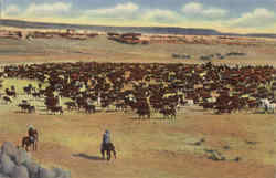 A Cattle Roundup On The Range Postcard