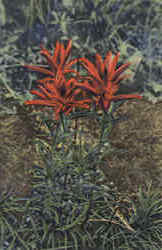 Indian Paintbrush Flowers Postcard Postcard