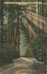 Rays of Morning Sunlight on The Redwood Highway Postcard