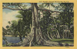 Florida's Unusual Moreton Bay Fig Tree Scenic, FL Postcard Postcard