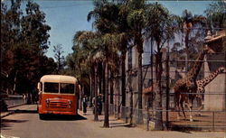 Touring Bus - San Diego Zoo, Balboa Park Postcard