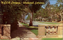 UCLA Campus Postcard