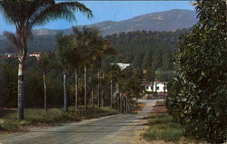 Avocados Oranges And Palm Trees Postcard