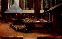 Patio, Richardson Grove State Park Postcard