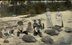 Loggerhead Turtles Caught On Florida Coast Postcard Postcard