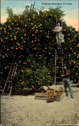 Picking Oranges Postcard