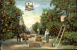 A Beautiful Orange Grove In Florida Scenic, FL Postcard Postcard