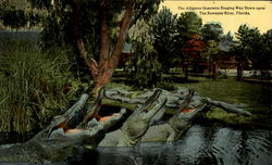 The Alligator Quartette Singing Way Down Florida Alligators Postcard Postcard