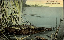 Beautiful Florida Alligators Postcard Postcard