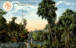 Scenery At Silver Springs Scenic, FL Postcard Postcard