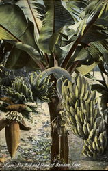 Bud And Fruit Of Banana Tree Postcard