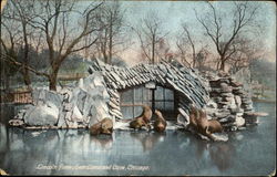 Sea Lions And Cave, Lincoln Park Postcard