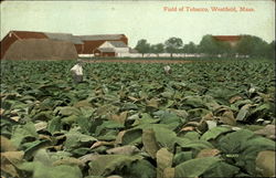 Field Of Tobacco Postcard