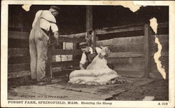 Shearing The Sheep, Forest Park Springfield, MA Postcard Postcard