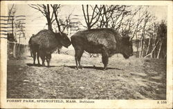 Buffaloes, Forest Park Springfield, MA Postcard Postcard