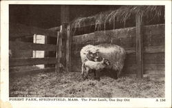 The First Lamb, Forest Park Springfield, MA Postcard Postcard