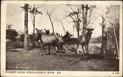 Elk, Forest Park Postcard