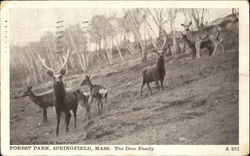 The Deer Family, Forest Park Postcard