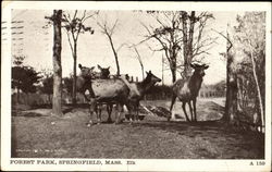 Elk, Forest Park Postcard