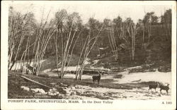 In The Deer Valley, Forest Park Springfield, MA Postcard Postcard