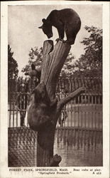 Bear Cubs At Play, Forest Park Postcard