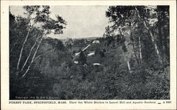 Thro The White Birches To Laurel Hill And Aquatic Gardens, Forest Park Postcard