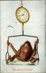 Weighing A Baby Orang, New York Zoological Park Monkeys Postcard Postcard