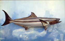 Cobia Postcard