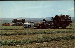 Pea Harvest Washington Farming Postcard Postcard