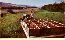 A View Of Famous Washington State Apple Orchards Fruit Postcard Postcard