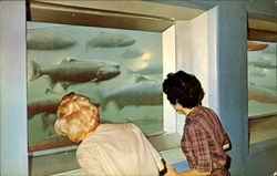 Fish Viewing Room Wenatchee, WA Postcard Postcard