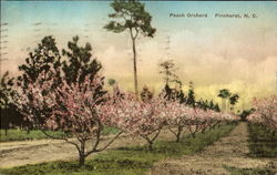 Peach Orchard Postcard