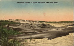 Blackfish Ashore At South Wellfleet Postcard