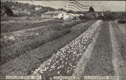 Corliss Bros., Inc. Nurseries Gloucester, MA Postcard Postcard