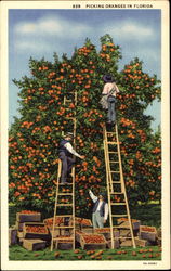 Picking Oranges In Florida Postcard