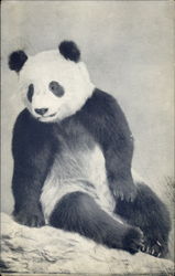 Su-Lin The Giant Panda Chicago, IL Postcard Postcard