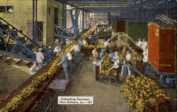 Unloading Bananas New Orleans, LA Postcard Postcard